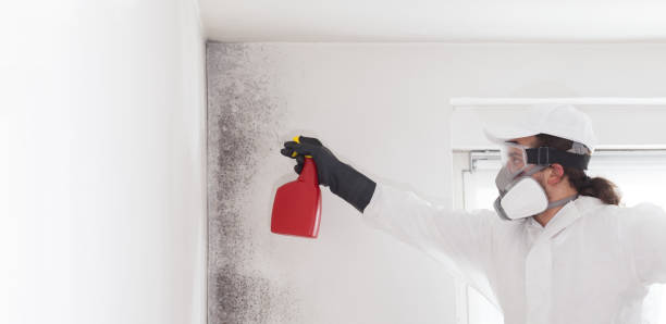 Professional Mold Removal in Lompoc, CA