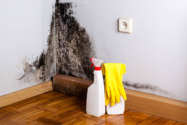 Best Mold Damage Repair  in Lompoc, CA