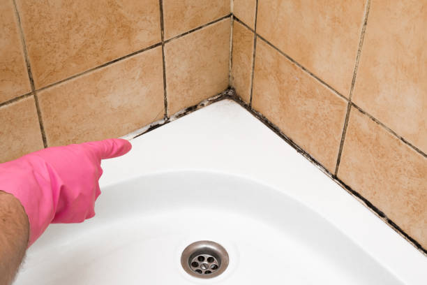 Certified Mold Removal in Lompoc, CA